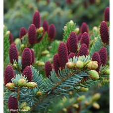 PICEA ABIES ACROCONA