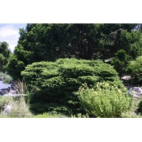 PICEA ABIES NIDIFORMIS