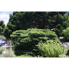 PICEA ABIES NIDIFORMIS