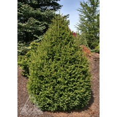 PICEA ABIES SHERWOOD COMPACT