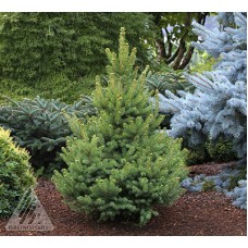 PICEA GLAUCA NORTH STAR