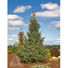 PICEA OMORIKA SILBERBLUE