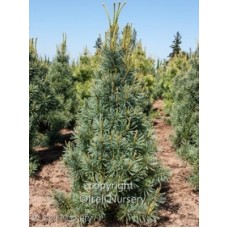 PINUS FLE EXTRA BLUE