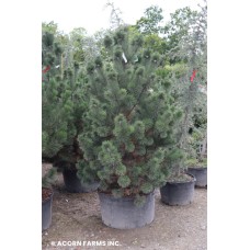 PINUS MUGO LA CABANA