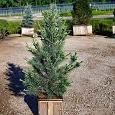 PINUS PEUCE PACIFIC BLUE