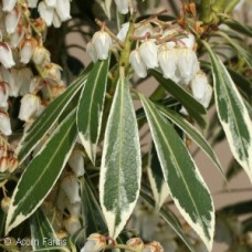 PIERIS JAP FLAMING SILVER