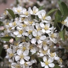 MALUS FIREBIRD