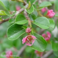 COTONEASTER APICULATUS