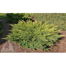JUNIPERUS CHI DAUBS FROSTED