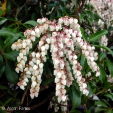 PIERIS JAP DOROTHY WYCOFF