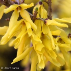 FORSYTHIA INT GOLD TIDE