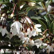 STYRAX JAP EVENING LIGHT