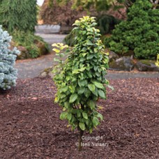 CARPINUS BET COLUMNARIS NANA