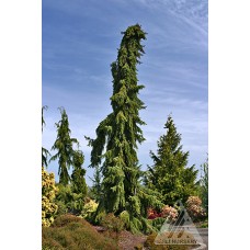 PICEA OMORIKA PENDULA