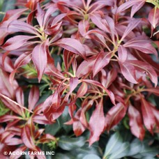 PIERIS JAP KATSURA