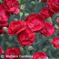 DIANTHUS ELECTRIC RED