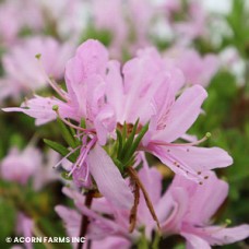 AZALEA EXB WESTERN LIGHTS