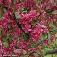 MALUS PROFUSION