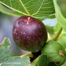 FICUS BROWN TURKEY