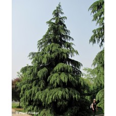 CEDRUS DEO KASHMIR