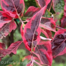 CORNUS CELESTIAL SHADOW