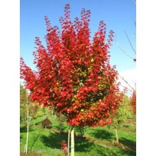 ACER TRU RUBY SUNSET