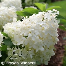 HYDRANGEA PAN PUFFER FISH