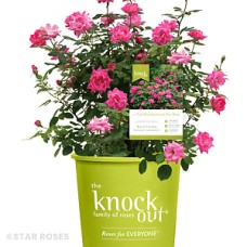 ROSA KNOCK OUT DOUBLE PINK SHR