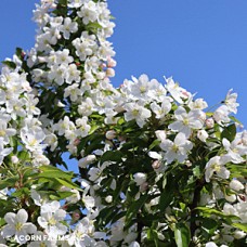 MALUS ADIRONDACK