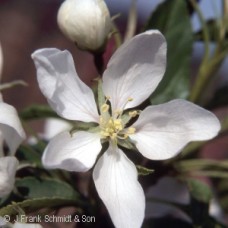 MALUS SPRING SNOW