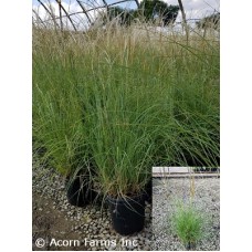 MISCANTHUS SIN ADAGIO