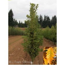 QUERCUS BICOLOR BEACON