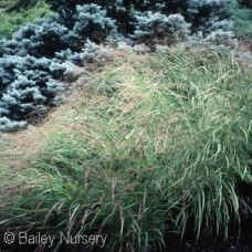 PANICUM VIR HEAVY METAL