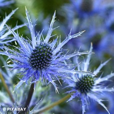 ERYNGIUM BIG BLUE