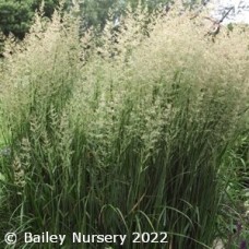 CALAMAGROSTIS ACU KAR FOERSTER