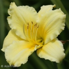 HEMEROCALLIS HAPPY RETURNS