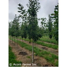 QUERCUS PRAIRIE STATURE