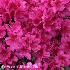 AZALEA GIRARD FUCHSIA