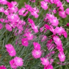 DIANTHUS FIREWITCH