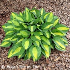 HOSTA GYPSY ROSE