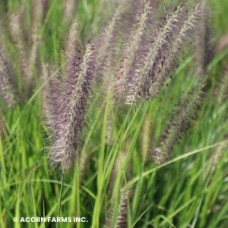 PENNISETUM ALO RED HEAD