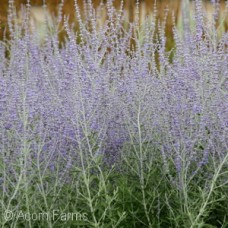 PEROVSKIA ATRIPLICIFOLIA