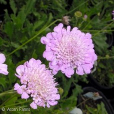 SCABIOSA PINK MIST