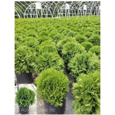 THUJA OCC WOODWARDII