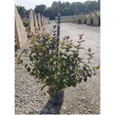WEIGELA TUXEDO
