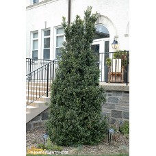 BUXUS SEM DEE RUNK