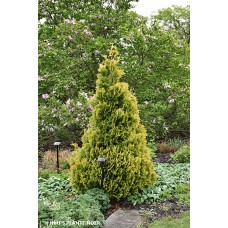 THUJA OCC GOLD DROP
