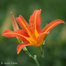 HEMEROCALLIS FULVA