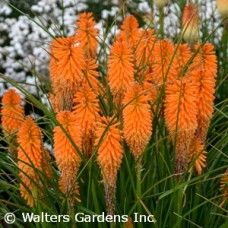 KNIPHOFIA ORANGE BLAZE