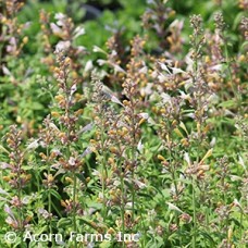 AGASTACHE SUNRISE WHITE